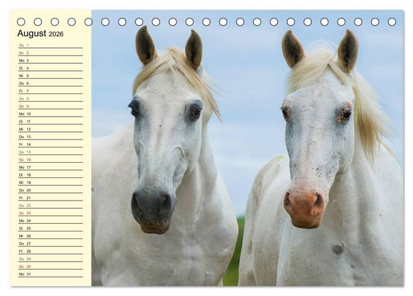 Produktbild: Traumpferd Lipizzaner (Tischkalender 2026 DIN A5 quer), CALVENDO Monatskalender
