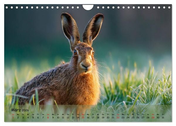 Produktbild: Jagd und Natur - Kalender f&uuml;r J&auml;ger mit Wildtieren Deutschlands im Jahreslauf (Wandkalender 2026 DIN A4 quer), CALVENDO Monatskalender
