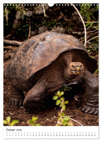 Produktbild: Wildlife - Die Tierwelt der Galapagos Inseln (Wandkalender 2026 DIN A3 hoch), CALVENDO Monatskalender