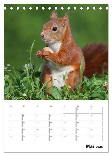 Produktbild: Eichh&ouml;rnchen Luna (Tischkalender 2026 DIN A5 hoch), CALVENDO Monatskalender