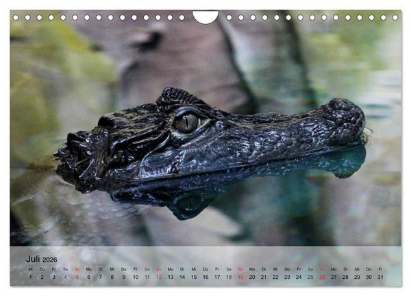 Produktbild: Reptilien Schlangen, Echsen und Co. (Wandkalender 2026 DIN A4 quer), CALVENDO Monatskalender