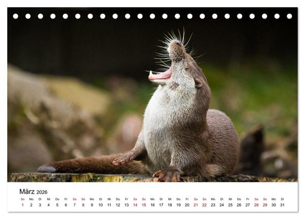 Produktbild: Otter - J&auml;ger an Fl&uuml;ssen und Seen (Tischkalender 2026 DIN A5 quer), CALVENDO Monatskalender