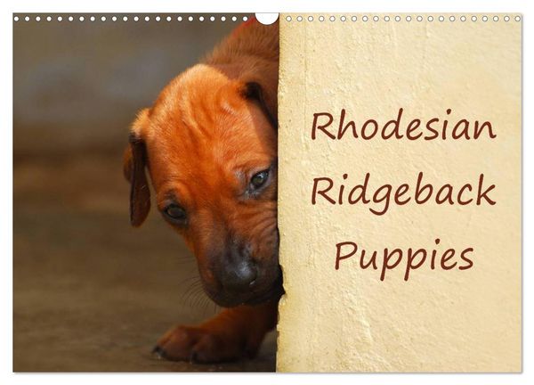 Produktbild: Rhodesian Ridgeback Puppies (Wall Calendar 2026 DIN A3 landscape), CALVENDO 12 Month Wall Calendar