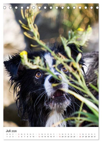 Produktbild: Australian Shepherd &ndash; Mit dem Aussie unterwegs (Tischkalender 2026 DIN A5 hoch), CALVENDO Monatskalender