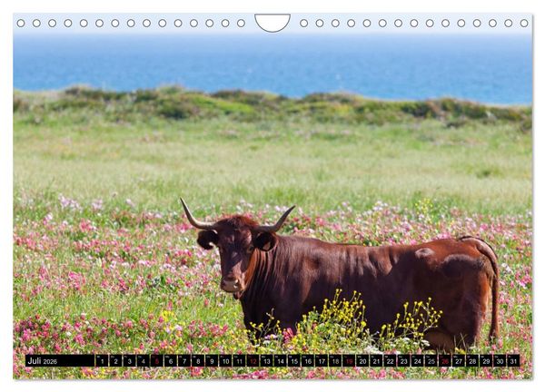 Produktbild: Farbenpr&auml;chtiges Andalusien (Wandkalender 2026 DIN A4 quer), CALVENDO Monatskalender