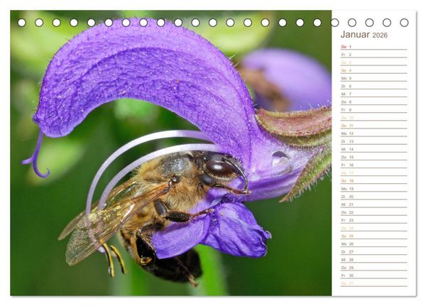 Produktbild: S&uuml;&szlig;es Gold: Imker, Bienen & Honig (Tischkalender 2026 DIN A5 quer), CALVENDO Monatskalender