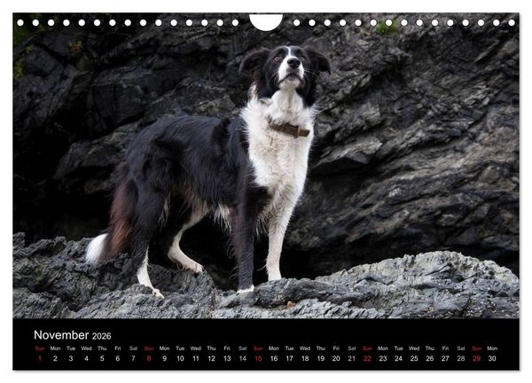 Produktbild: Beauty of a Border Collie (Wall Calendar 2026 DIN A4 landscape), CALVENDO 12 Month Wall Calendar