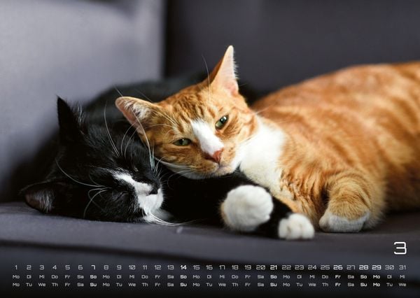 Produktbild: Miau - Unsere Stubentiger - Der Katzenkalender - 2027 - Kalender DIN A3