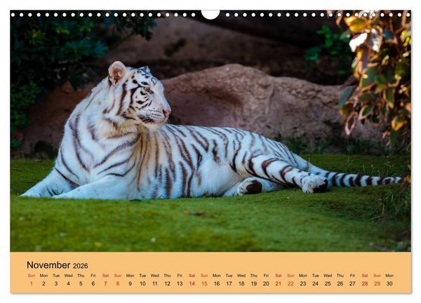 Produktbild: Just Bengal Tigers (Wall Calendar 2026 DIN A3 landscape), CALVENDO 12 Month Wall Calendar