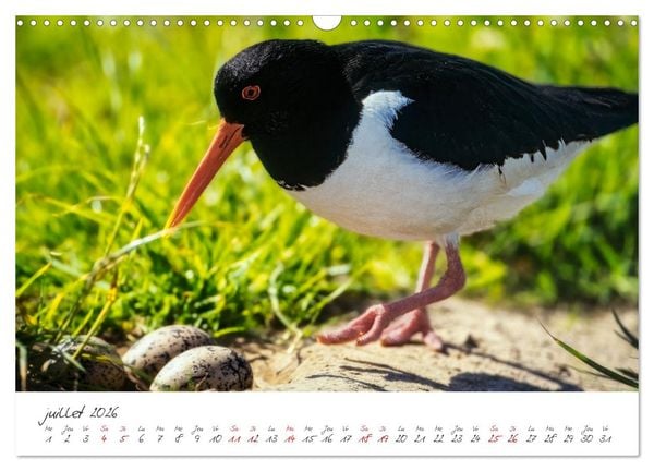 Produktbild: La faune de nos c&ocirc;tes les oiseaux (Calendrier mural 2026 DIN A3 vertical), CALVENDO calendrier mensuel