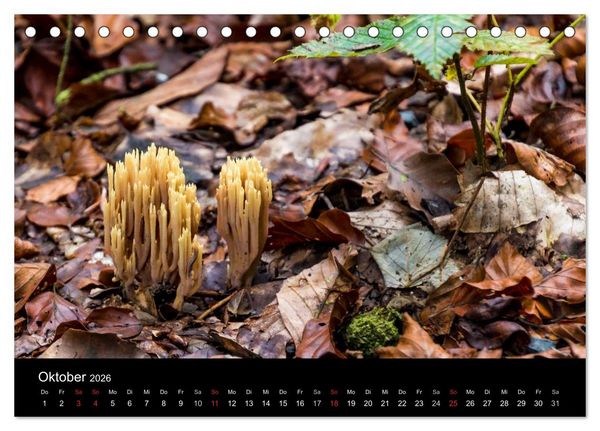Produktbild: Meine Heimat Westerwald (Tischkalender 2026 DIN A5 quer), CALVENDO Monatskalender
