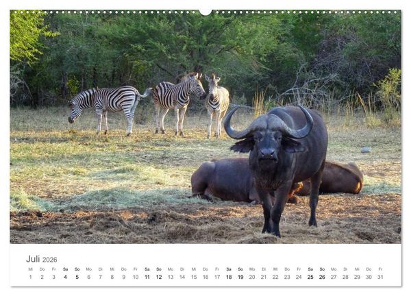 Produktbild: Afrika - Tiere im Kr&uuml;ger Nationalpark (hochwertiger Premium Wandkalender 2026 DIN A2 quer), Kunstdruck in Hochglanz