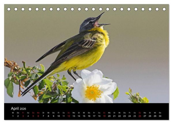 Produktbild: V&ouml;gel (Tischkalender 2026 DIN A5 quer), CALVENDO Monatskalender
