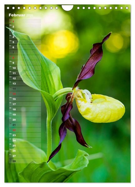 Produktbild: Auf der Suche nach Orchideen in Deutschland (Wandkalender 2026 DIN A4 hoch), CALVENDO Monatskalender