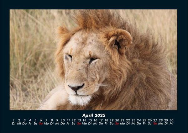 Produktbild: L&ouml;wen in der Wildnis 2025 Fotokalender DIN A4