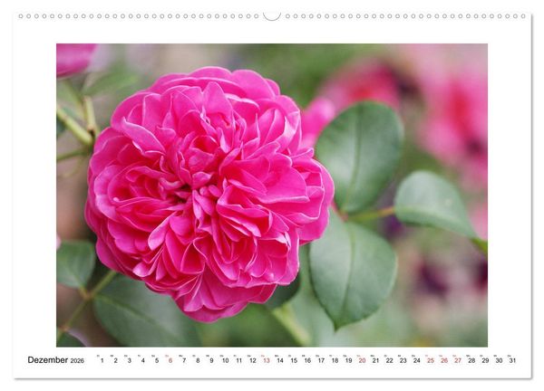 Produktbild: Rosengl&uuml;ck (hochwertiger Premium Wandkalender 2026 DIN A2 quer), Kunstdruck in Hochglanz