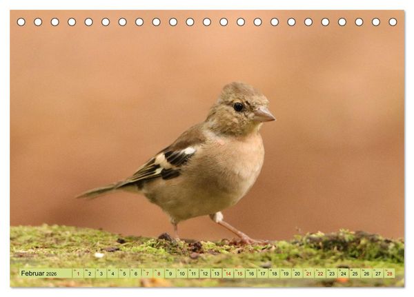 Produktbild: Heimische V&ouml;gel - Im Wald, im Garten und auf der Wiese (Tischkalender 2026 DIN A5 quer), CALVENDO Monatskalender