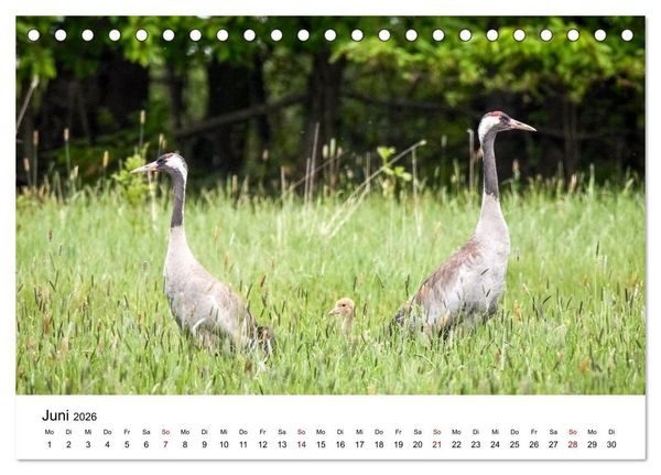 Produktbild: Kraniche im Erzgebirge (Tischkalender 2026 DIN A5 quer), CALVENDO Monatskalender