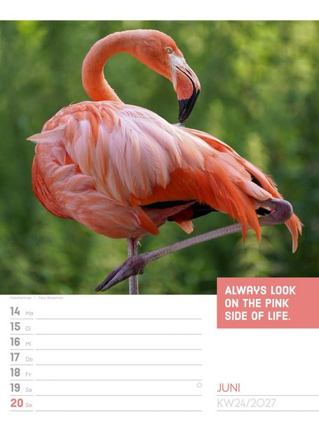 Produktbild: Tierisch Spr&uuml;chekalender Wochenplaner 2027