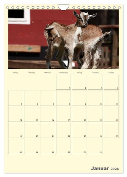 Produktbild: Zwergziegen (Wandkalender 2026 DIN A4 hoch), CALVENDO Monatskalender