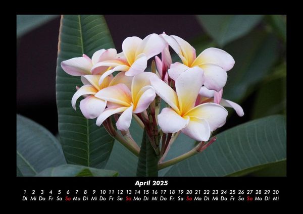 Produktbild: Blumenkalender 2025 Fotokalender DIN A3