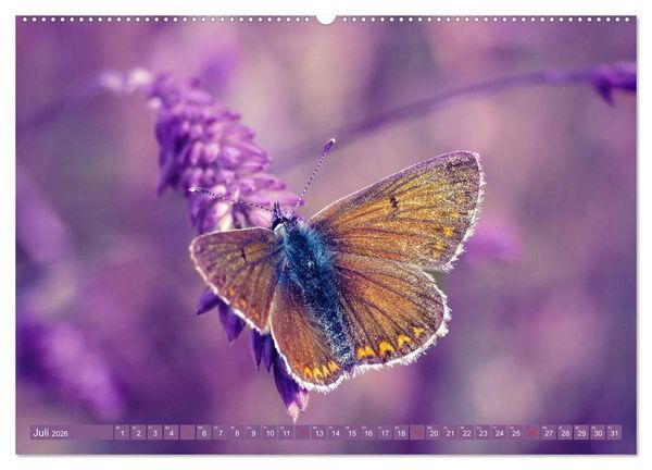 Produktbild: Schmetterlinge im Fokus (hochwertiger Premium Wandkalender 2026 DIN A2 quer), Kunstdruck in Hochglanz