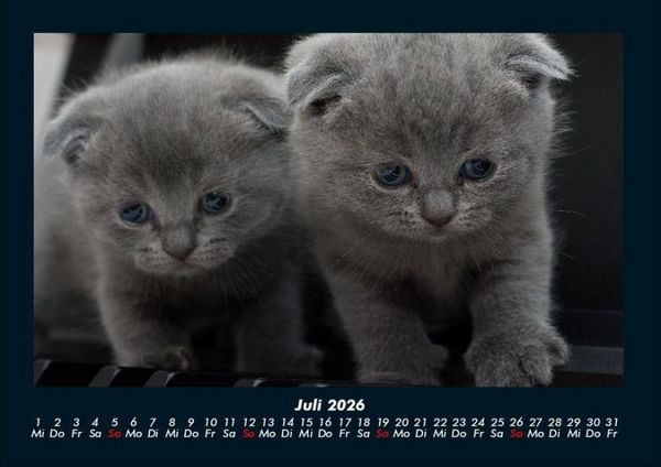 Produktbild: F&uuml;r Katzenfreunde 2026 Fotokalender DIN A4