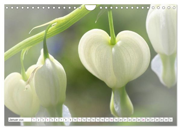 Produktbild: Traumbl&uuml;ten in Wei&szlig; (Wandkalender 2026 DIN A4 quer), CALVENDO Monatskalender