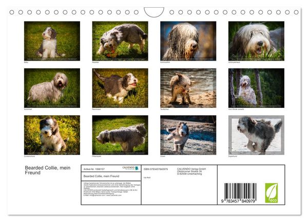 Produktbild: Bearded Collie, mein Freund (Wandkalender 2026 DIN A4 quer), CALVENDO Monatskalender