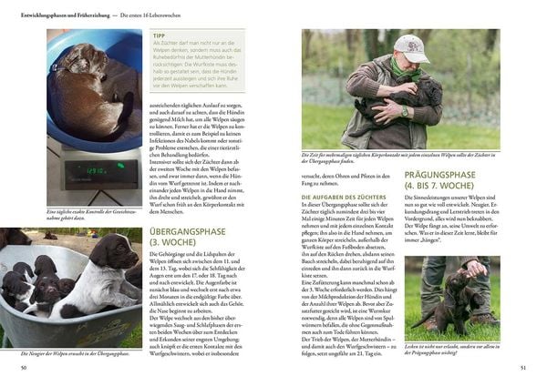 Produktbild: Der Jagdhundwelpe