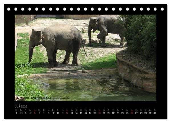 Produktbild: Wildtiere (Tischkalender 2026 DIN A5 quer), CALVENDO Monatskalender