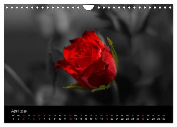 Produktbild: schwarz/wei&szlig; trifft farbe (Wandkalender 2026 DIN A4 quer), CALVENDO Monatskalender