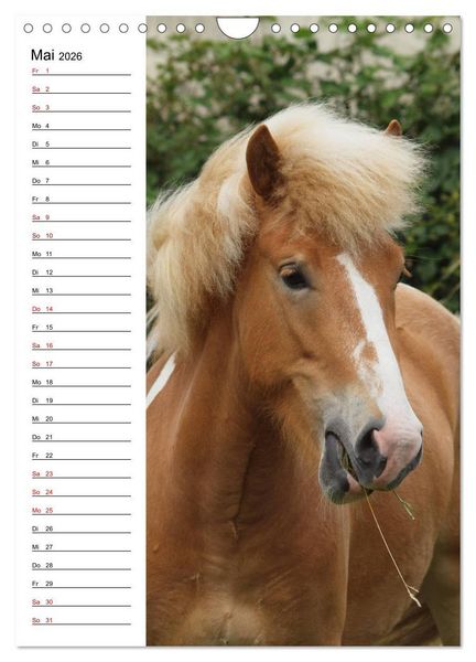 Produktbild: Isl&auml;nder im Portrait (Wandkalender 2026 DIN A4 hoch), CALVENDO Monatskalender