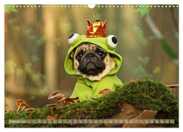 Produktbild: Lustige M&ouml;pse aus der Hundeknipserei (Wandkalender 2026 DIN A3 quer), CALVENDO Monatskalender