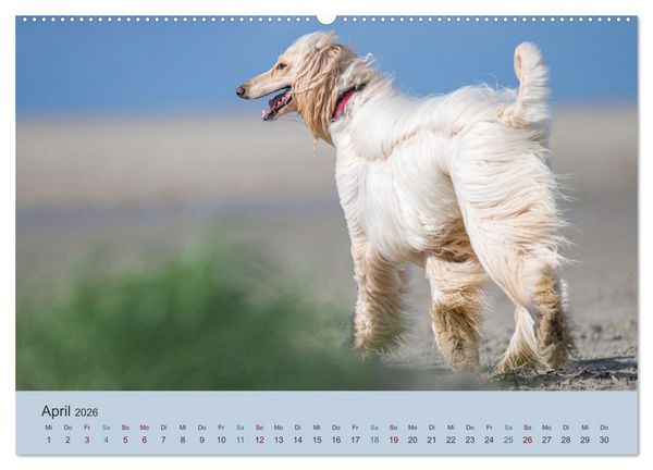 Produktbild: AFGHANISCHE WINDHUNDE 2026 (hochwertiger Premium Wandkalender 2026 DIN A2 quer), Kunstdruck in Hochglanz