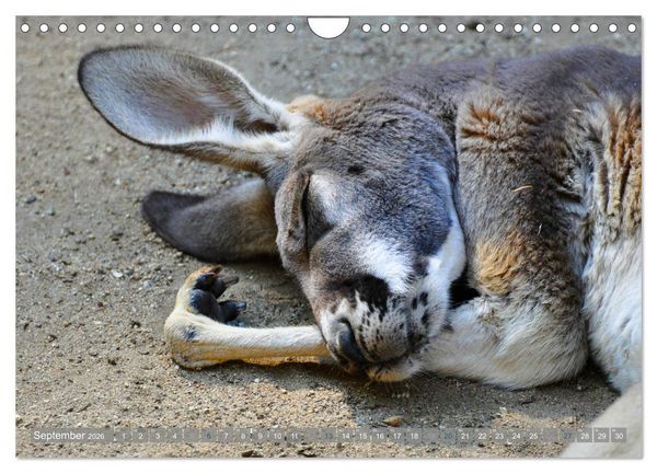 Produktbild: Wilde Tiere - Die sch&ouml;nsten Portraits (Wandkalender 2026 DIN A4 quer), CALVENDO Monatskalender