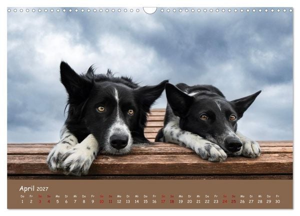 Produktbild: Border Collie Kalender &ndash; Ausdrucksstarke Close-up-Portraits durch die Jahreszeiten (Wandkalender 2027 DIN A3 quer), CALVENDO Monatskalender