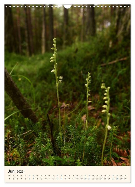 Produktbild: Einheimische Orchideen (Wandkalender 2026 DIN A3 hoch), CALVENDO Monatskalender