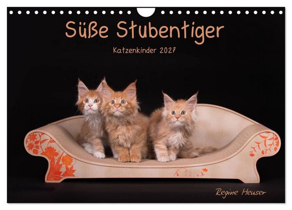 Produktbild: S&uuml;&szlig;e Stubentiger - Katzenkinder (Wandkalender 2027 DIN A4 quer), CALVENDO Monatskalender