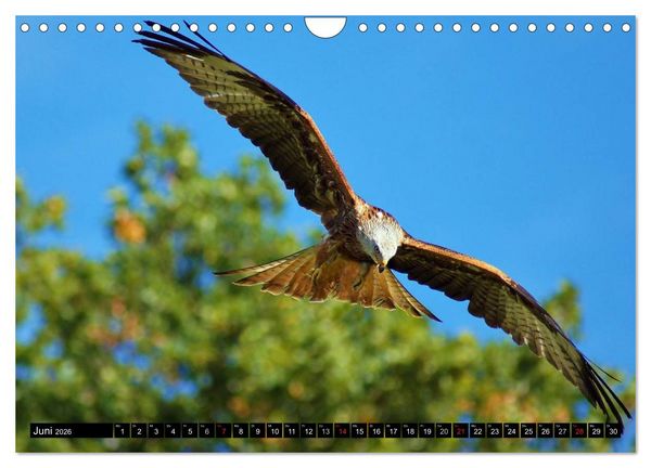 Produktbild: Faszination Greifv&ouml;gel Schnelle J&auml;ger (Wandkalender 2026 DIN A4 quer), CALVENDO Monatskalender