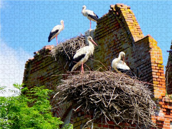Produktbild: CALVENDO Puzzle St&ouml;rche auf der Kirchenruine von Kraupischken 1000 Teile Lege-Gr&ouml;&szlig;e 64 x 48 cm Foto-Puzzle Bild von Henning von L&ouml;wis of Menar