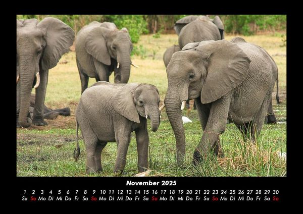 Produktbild: Elefanten Kalender 2025 Fotokalender DIN A3