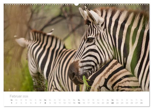 Produktbild: Tierische Gl&uuml;cksmomente mit Weisheiten (hochwertiger Premium Wandkalender 2026 DIN A2 quer), Kunstdruck in Hochglanz