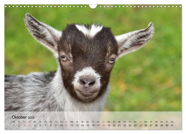 Produktbild: Ziegen. Kluge Freigeister (Wandkalender 2026 DIN A3 quer), CALVENDO Monatskalender