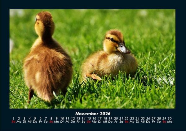 Produktbild: Enten 2026 Fotokalender DIN A4