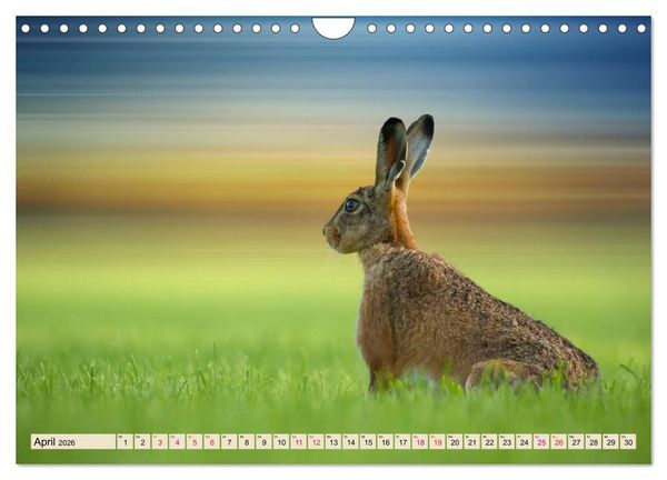 Produktbild: Feldhasen und Kaninchen (Wandkalender 2026 DIN A4 quer), CALVENDO Monatskalender