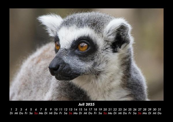 Produktbild: Tiere in der Wildnis 2025 Fotokalender DIN A3