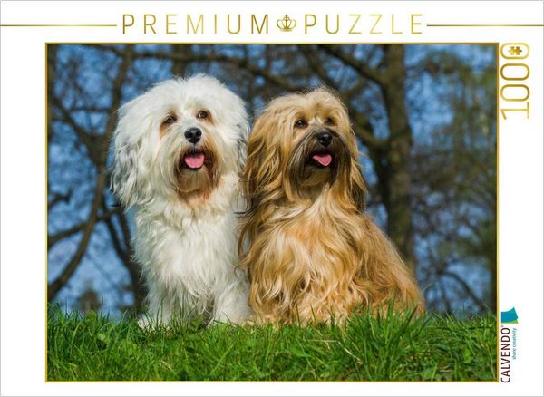 Produktbild: CALVENDO Puzzle Havaneser - R&uuml;de und H&uuml;ndin | 1000 Teile Lege-Gr&ouml;&szlig;e 64x48cm Foto-Puzzle f&uuml;r gl&uuml;ckliche Stunden