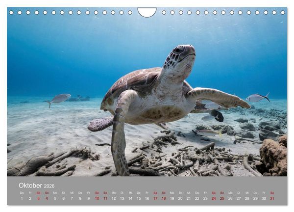 Produktbild: Karibische Meeresschildkr&ouml;ten (Wandkalender 2026 DIN A4 quer), CALVENDO Monatskalender