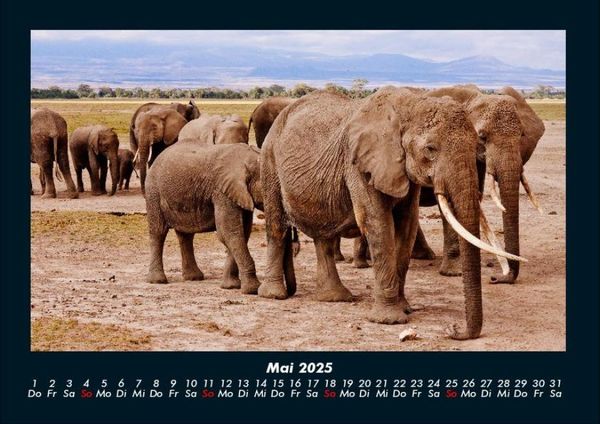 Produktbild: Elefanten 2025 Fotokalender DIN A4